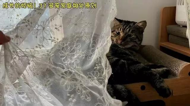 如何訓練龍貓接受貓的存在？