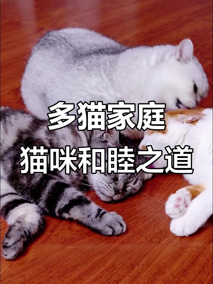 如何訓練龍貓接受貓的存在？