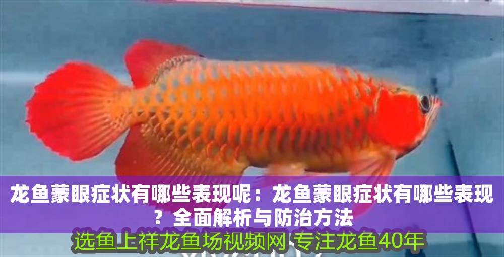 龍魚蒙眼癥狀有哪些表現(xiàn)呢：龍魚蒙眼癥狀有哪些表現(xiàn)？全面解析與防治方法