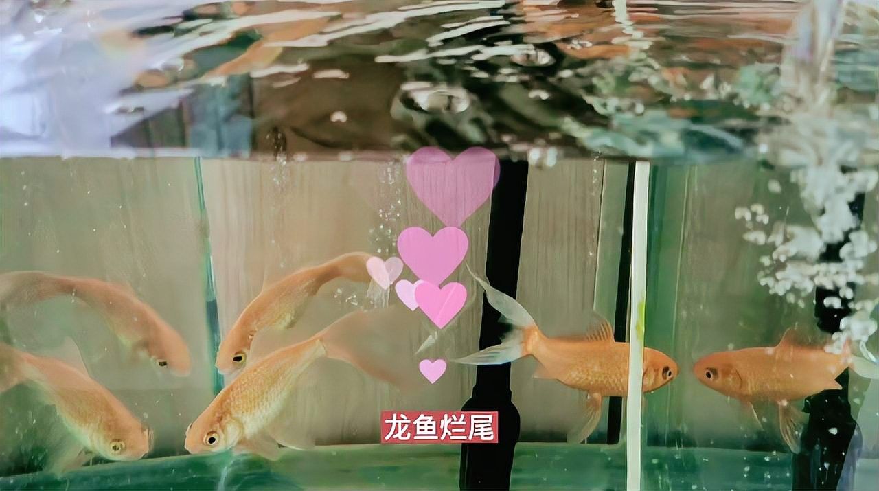 龍魚掉尾后如何避免感染
