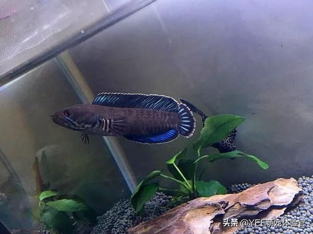 雷龍魚養(yǎng)殖環(huán)境（關(guān)于雷龍魚養(yǎng)殖環(huán)境的一些建議）