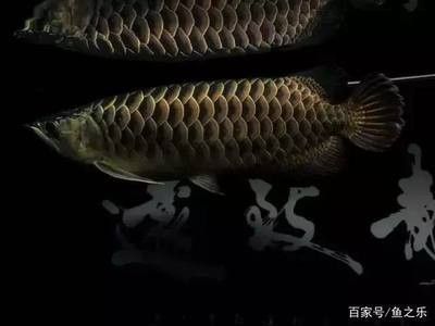 龍魚會餓死么