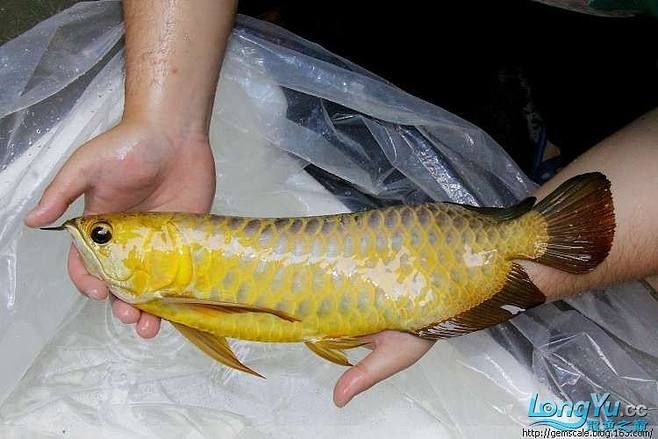 現(xiàn)在還有皇宮龍魚嗎（皇宮龍魚是一種高端的觀賞魚）