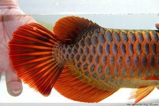 現(xiàn)在還有皇宮龍魚嗎（皇宮龍魚是一種高端的觀賞魚）