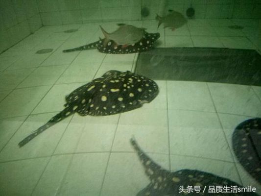 龍魚(yú)咬魟魚(yú)尾巴尖：龍魚(yú)咬魟魚(yú)尾巴尖的具體原因