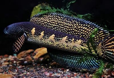 雷龍魚(yú)吃黃粉蟲(chóng)嗎會(huì)死嗎：雷龍魚(yú)可以吃黃粉蟲(chóng)但需要注意適量并確保黃粉蟲(chóng)的安全性