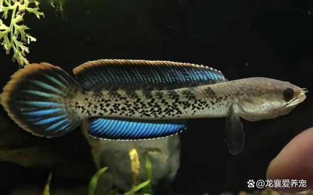 雷龍魚(yú)吃黃粉蟲(chóng)嗎會(huì)死嗎：雷龍魚(yú)可以吃黃粉蟲(chóng)但需要注意適量并確保黃粉蟲(chóng)的安全性