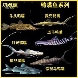 龍魚只吃沉底的食物怎么辦：如何引導龍魚吃沉底食物