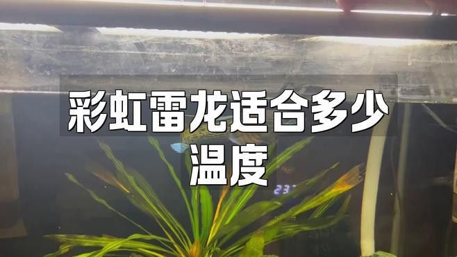 彩虹雷龍魚的最佳飼養溫度是多少？