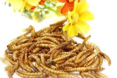 龍魚吃活食：成年龍魚每天喂食1-2次，每天喂食1-2次