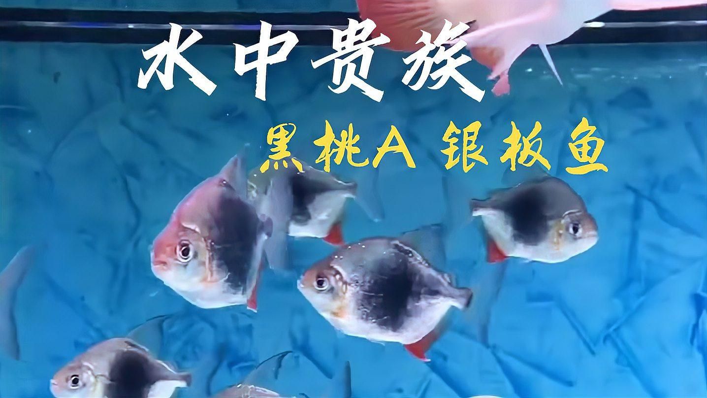 哪種銀板魚好看