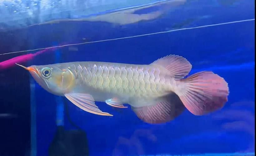 紅龍魚短身和長身的區別圖片對比