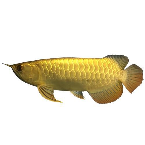 如何判斷24K金龍魚的品質？