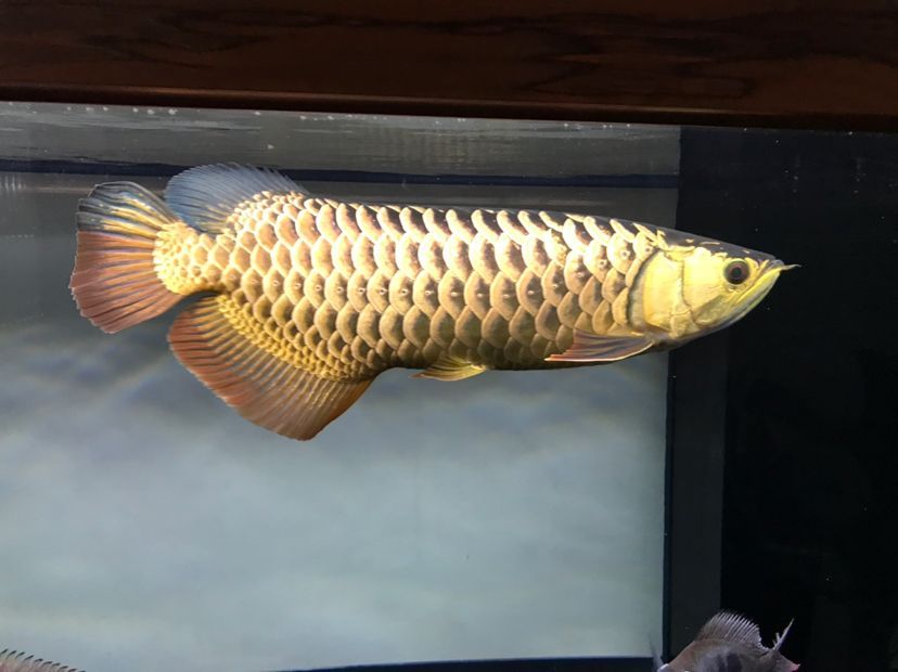 金龍魚出生多大：金龍魚剛出生時非常小，根據搜索結果