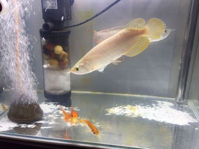 金龍魚出生多大：金龍魚剛出生時非常小，根據搜索結果