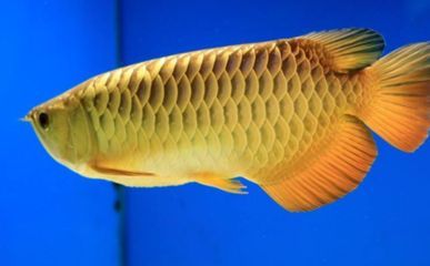 金龍魚出生多大：金龍魚剛出生時非常小，根據搜索結果