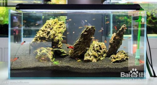 龍魚缸開缸水泵開多大：龍魚缸水泵選型指南