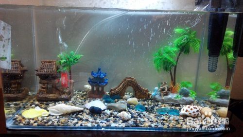 龍魚缸開缸水泵開多大：龍魚缸水泵選型指南