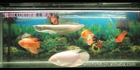 龍魚燈光使用注意事項：龍魚燈光使用時應注意的幾個關鍵點