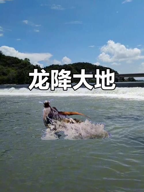 如何找到更多高清真龍圖片？