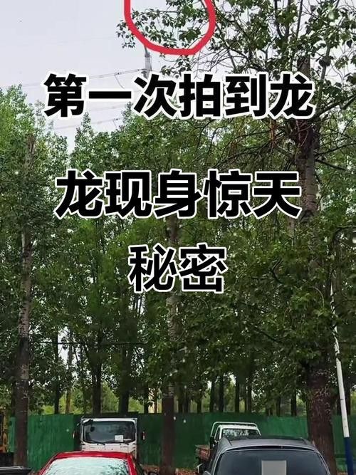 如何找到更多高清真龍圖片？