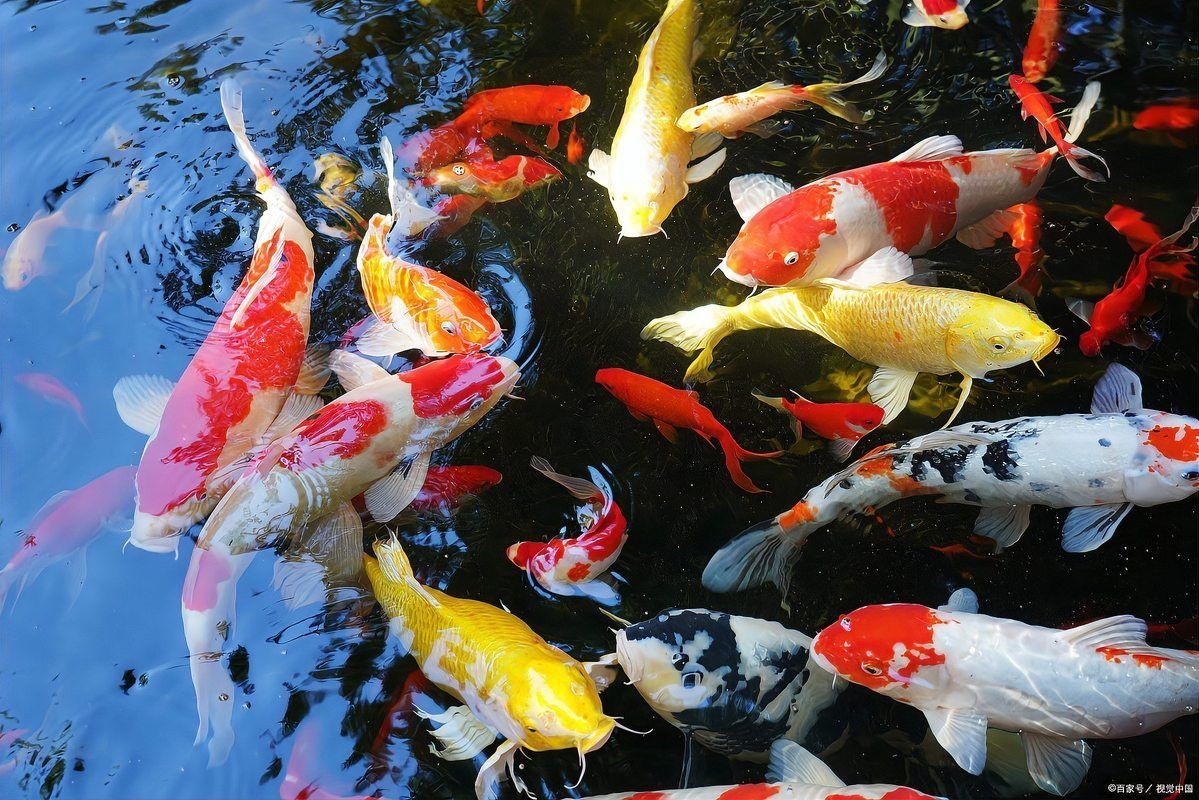 龍魚和錦鯉哪個更難飼養？