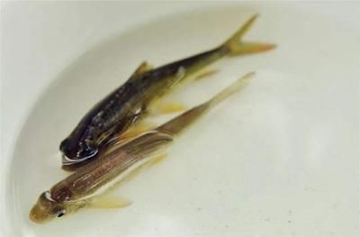 龍魚眼發(fā)紅：龍魚眼發(fā)紅可能是由于多種原因引起的