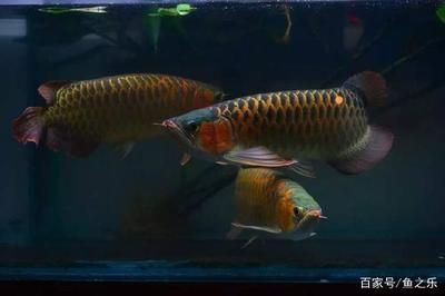 龍魚養三條：養三條龍魚需要注意以下幾個關鍵因素