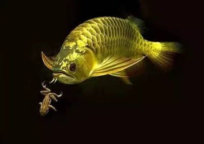 龍魚慢養(yǎng)會(huì)影響體型嗎：慢養(yǎng)與壓養(yǎng)對(duì)龍魚壽命的影響