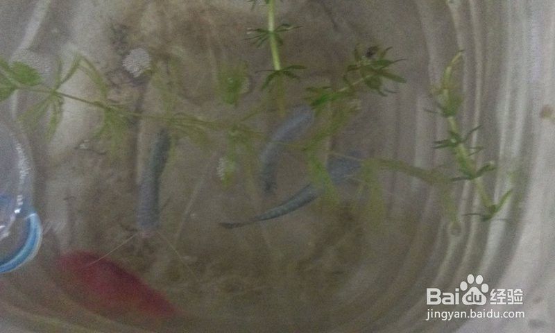 藍曼龍魚繁殖期有哪些行為？