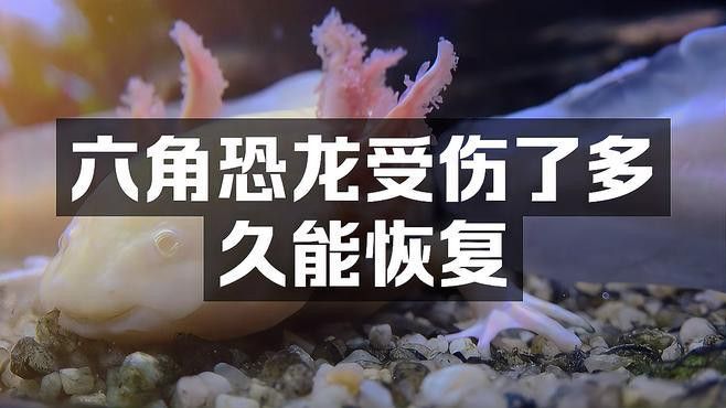 如何治療六角恐龍魚的傷口？