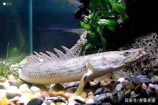 肺魚和恐龍魚是天敵？
