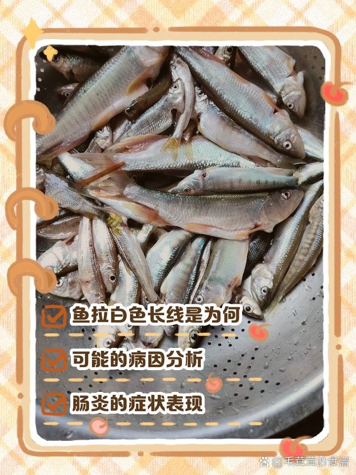 龍魚糞便白色細長
