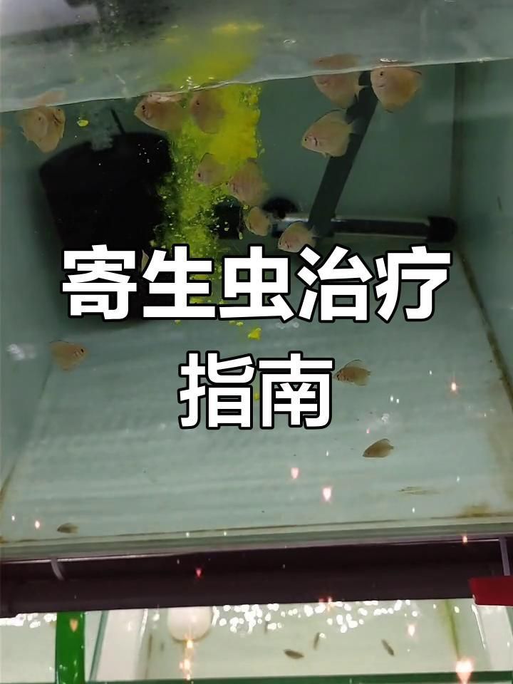 魚內(nèi)寄用什么藥效果好