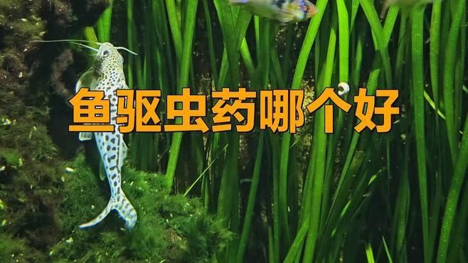 魚內(nèi)寄用什么藥效果好