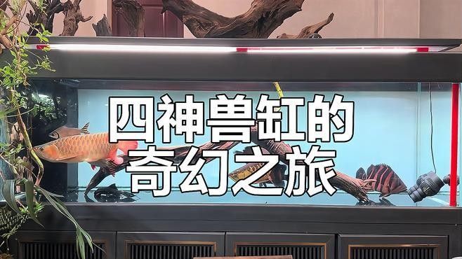 雷龍和龍魚(yú)虎魚(yú)混養(yǎng)好嗎圖片