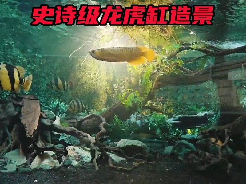 雷龍和龍魚(yú)虎魚(yú)混養(yǎng)好嗎圖片