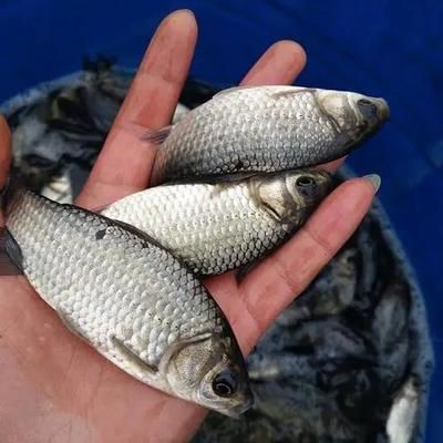 龍魚喂鯽魚苗好嗎怎么喂的：龍魚可以喂鯽魚苗嗎？