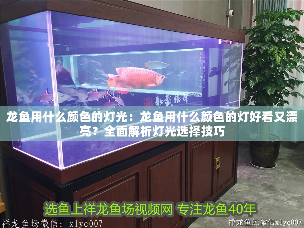 龍魚用什么顏色的燈光：龍魚用什么顏色的燈好看又漂亮？全面解析燈光選擇技巧