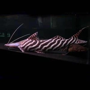 月光鴨嘴魚觀賞價(jià)值提升方法：月光鴨嘴魚最佳飼料配方，如何控制水族箱內(nèi)水溫，月光鴨嘴魚混養(yǎng)注意事項(xiàng)
