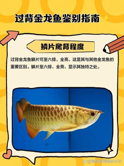 金龍魚有沒有高背養到過背的呢圖片