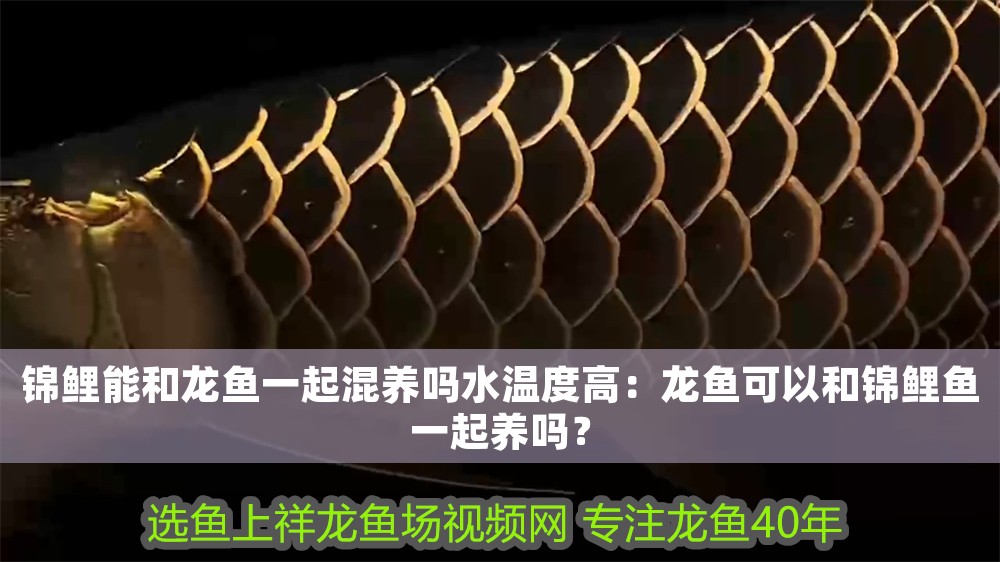 錦鯉能和龍魚一起混養嗎水溫度高：龍魚可以和錦鯉魚一起養嗎？