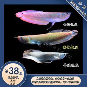 紅龍魚高端配魚（紅龍魚的高端配魚）