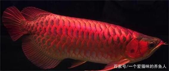 紅龍魚的水溫多少度好（紅龍魚水溫多少度最好）