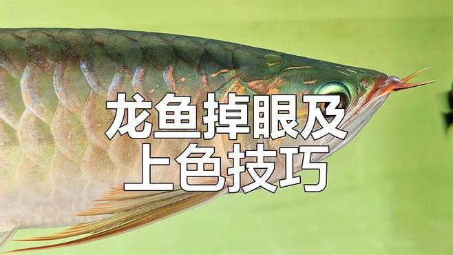 紅龍魚開燈后掉眼怎么辦？