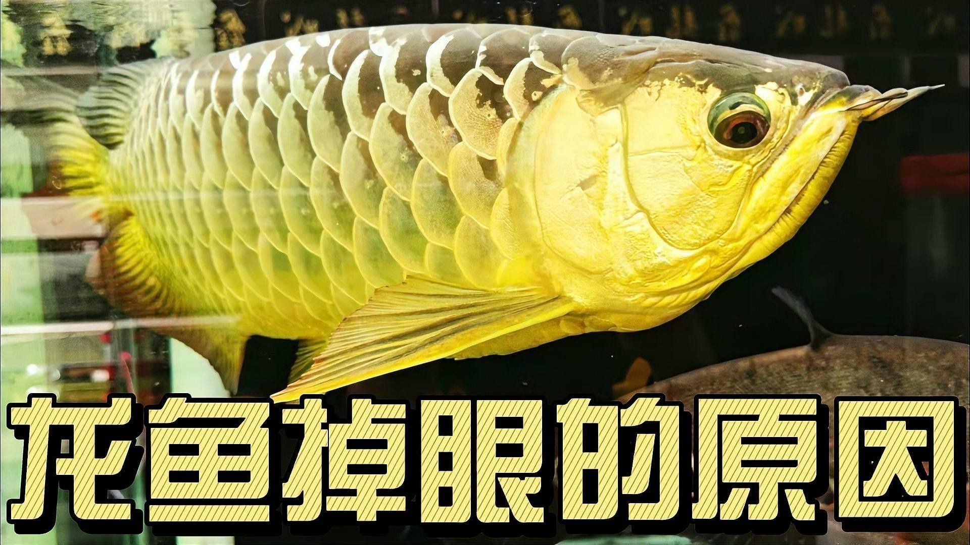 紅龍魚開燈后掉眼怎么辦？