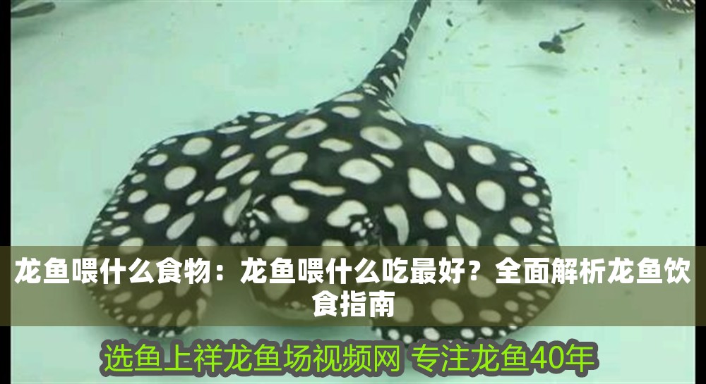 龍魚喂什么食物：龍魚喂什么吃最好？全面解析龍魚飲食指南
