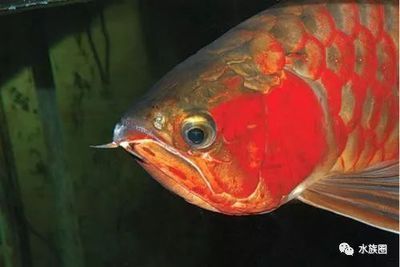龍魚眼睛有白霧怎么辦：龍魚眼睛出現(xiàn)白霧怎么辦