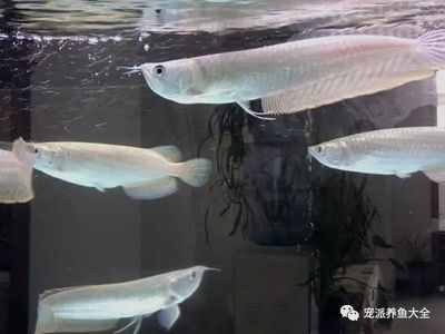 龍魚眼睛有白霧怎么辦：龍魚眼睛出現(xiàn)白霧怎么辦