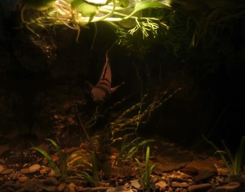 雷龍魚可以和鯊魚混養(yǎng)嗎圖片